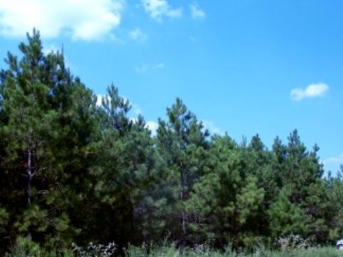 2.72 Ac Pinedale Road : Huntsville : Walker County : Texas