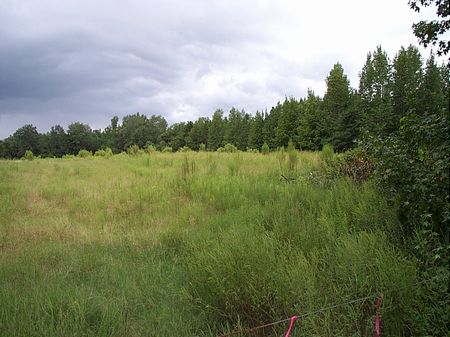 3.29 Acre Country Homesite : Swainsboro : Emanuel County : Georgia
