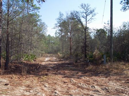13 Acres Recreational Tract : Reidsville : Tattnall County : Georgia