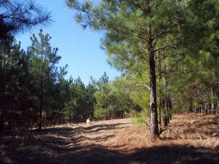 12.17 Acre Mini Farm : McComb : Pike County : Mississippi