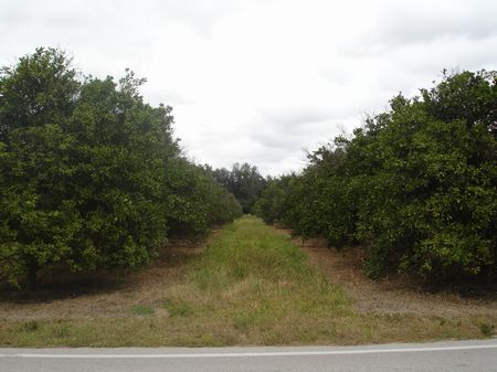 Gandy Rd. : Bartow : Polk County : Florida