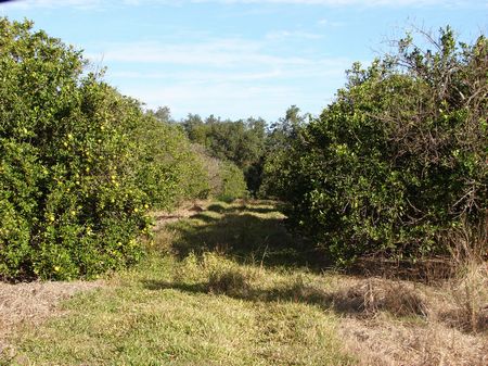 Old Gandy Road : Bartow : Polk County : Florida