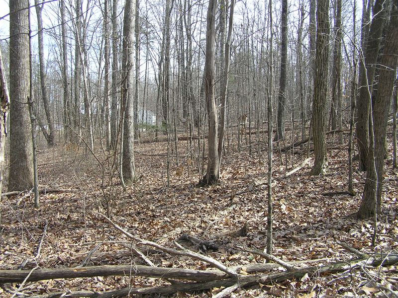 Woods, 6.19 Acres, Homesite : Dunlap : Sequatchie County : Tennessee
