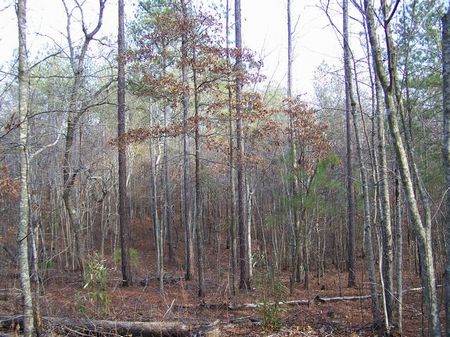 9.7+/- Acres Bordering Nat'l Forest : Talladega : Talladega County : Alabama