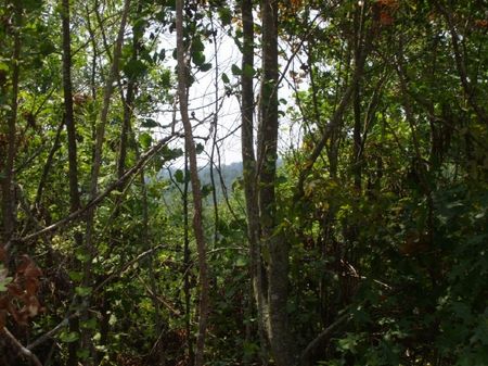 East Tn -5.8 Acres, Owner Financing : Speedwell : Claiborne County : Tennessee