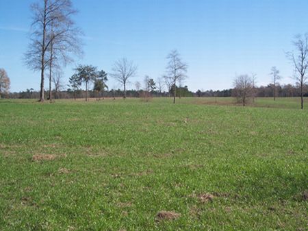 20 Acres Rolling Pastureland : Osyka : Pike County : Mississippi
