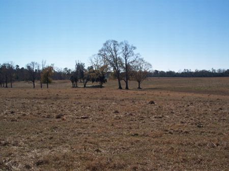 11 Ac. Home Site W/ Scattered Oak : Oyska : Pike County : Mississippi