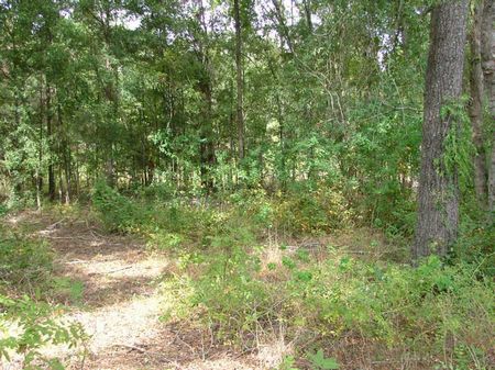 17.5ac Leslie Tract : Leslie : Sumter County : Georgia