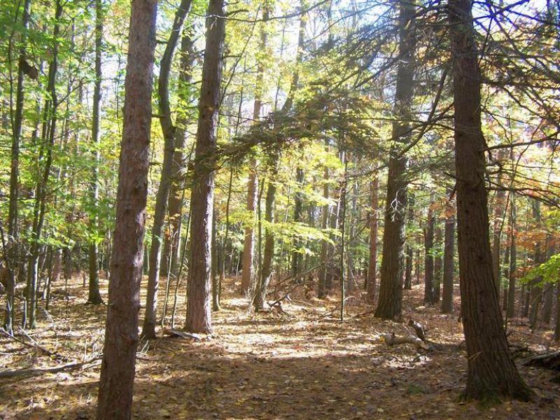 Beautiful Building Site : Fruitport : Muskegon County : Michigan