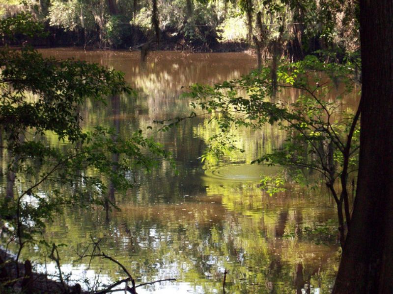 Lots On The Ogeechee River Lot for Sale in Midville, Emanuel County