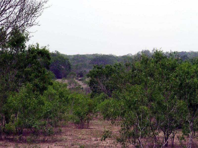 Tract 32 Double Eagle Ranch, West : George West : Live Oak County : Texas
