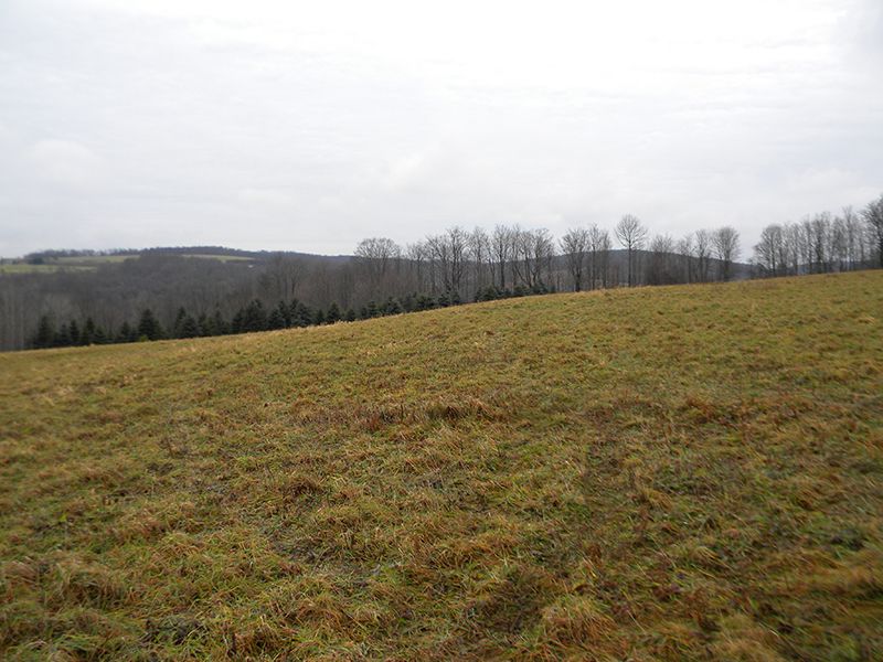 14 Acres Farmland Raise Livestock : Solon : Cortland County : New York