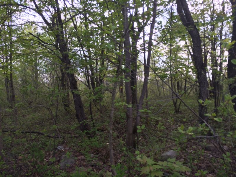Base Camp Potential : Redfield : Oswego County : New York