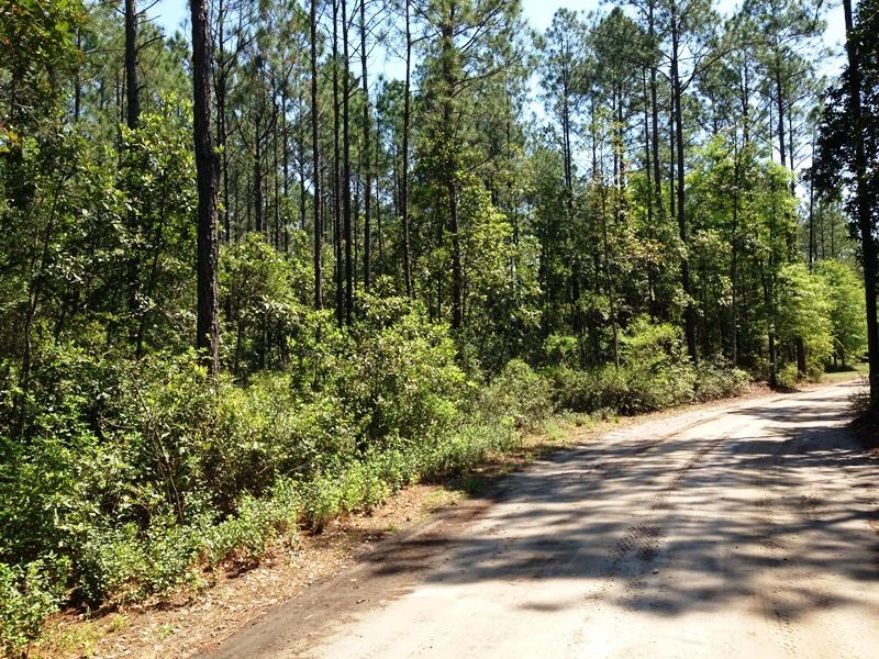 Great Satilla Preserve Lot : White Oak : Camden County : Georgia