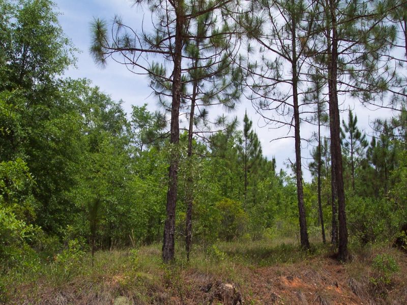 2.99 Acre Parcel : Soperton : Treutlen County : Georgia