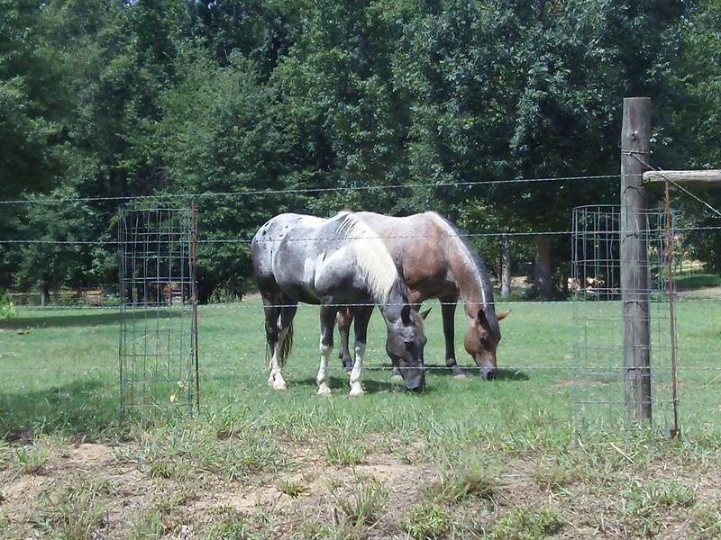 Barnes Mountain Farms, 5.18 Acre : Monticello : Jasper County : Georgia