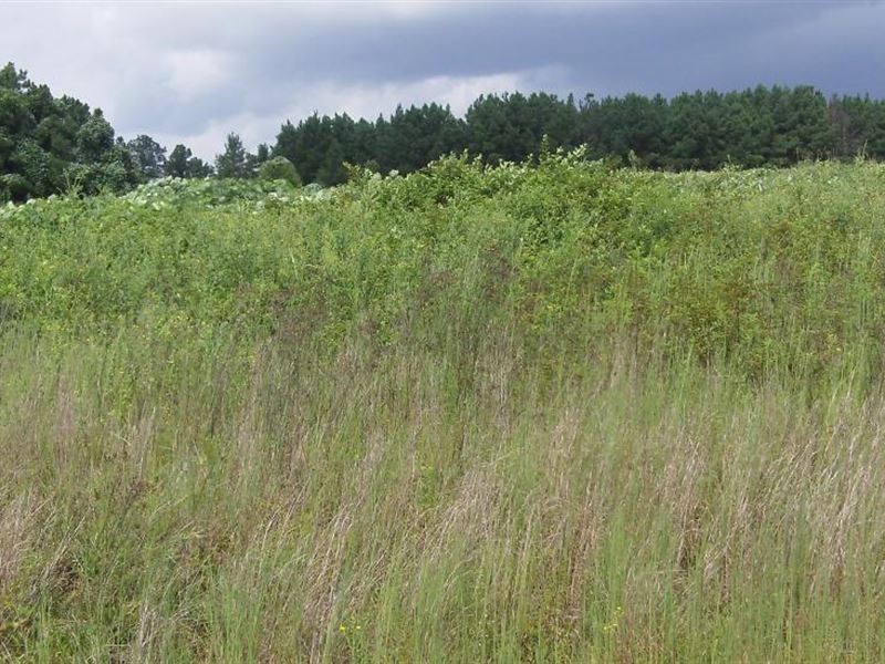 Bear Creek Farms, 2.5 Acres : Mansfield : Jasper County : Georgia