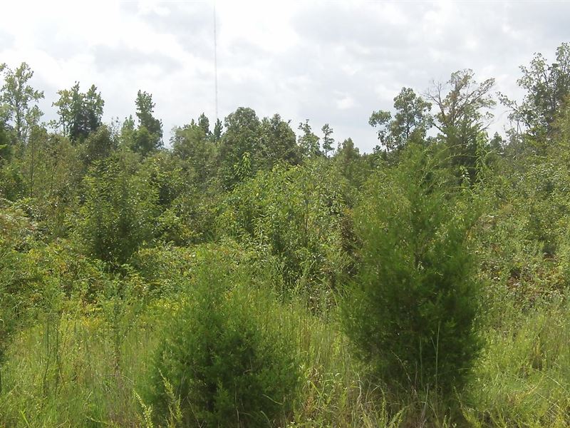 Sawmill Farms, 2.17 Acre Lot : Gray Court : Laurens County : South Carolina