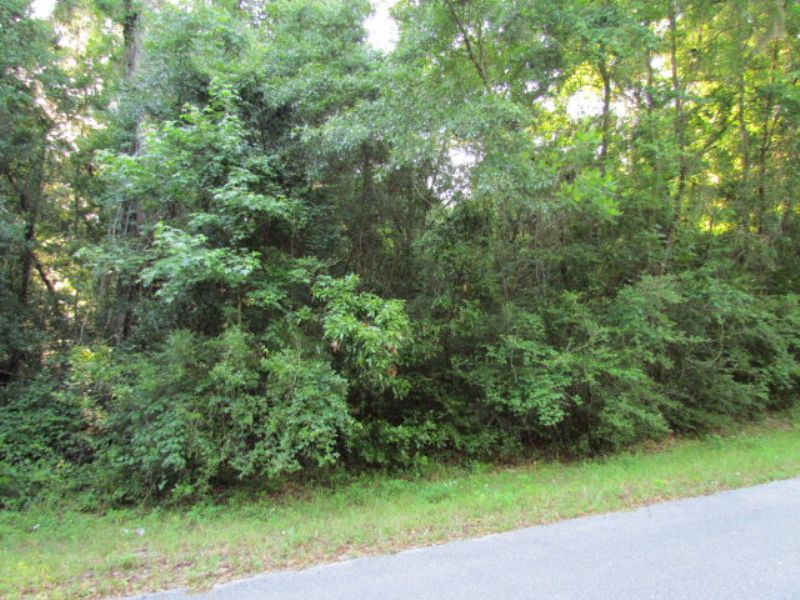 Reduced, Wooded Lot 778432 : Chiefland : Levy County : Florida