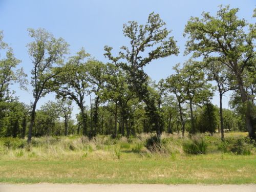 1.2 Acre Wooded Homesite : Iola : Grimes County : Texas