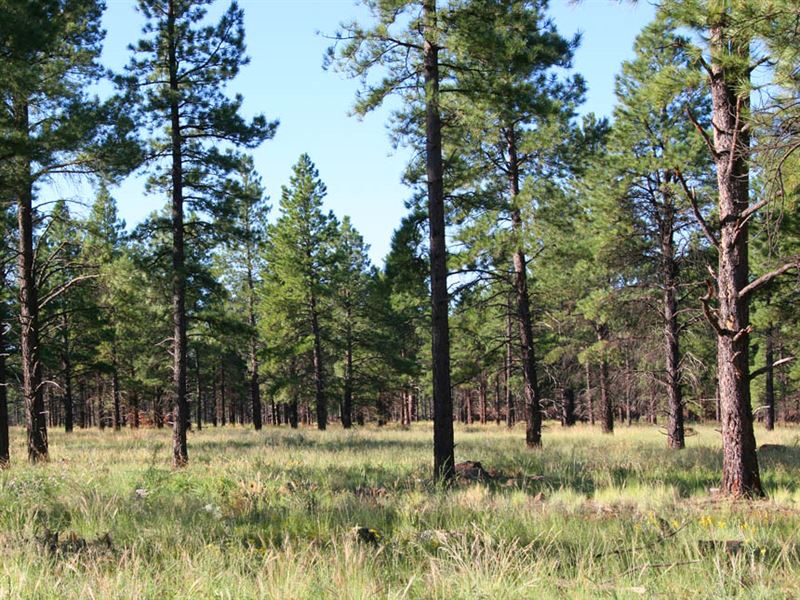 Tamarron Pines : Happy Jack : Coconino County : Arizona