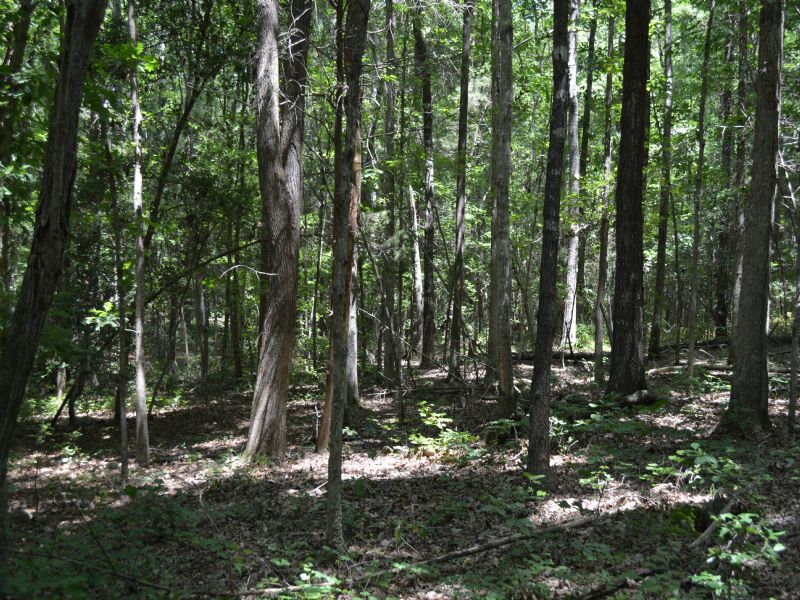 10.174 Acres Gorgeous Hardwoods : Moncure : Chatham County : North Carolina