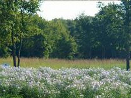Beautiful 1/2 Acre Wooded Site : Lipan : Parker County : Texas