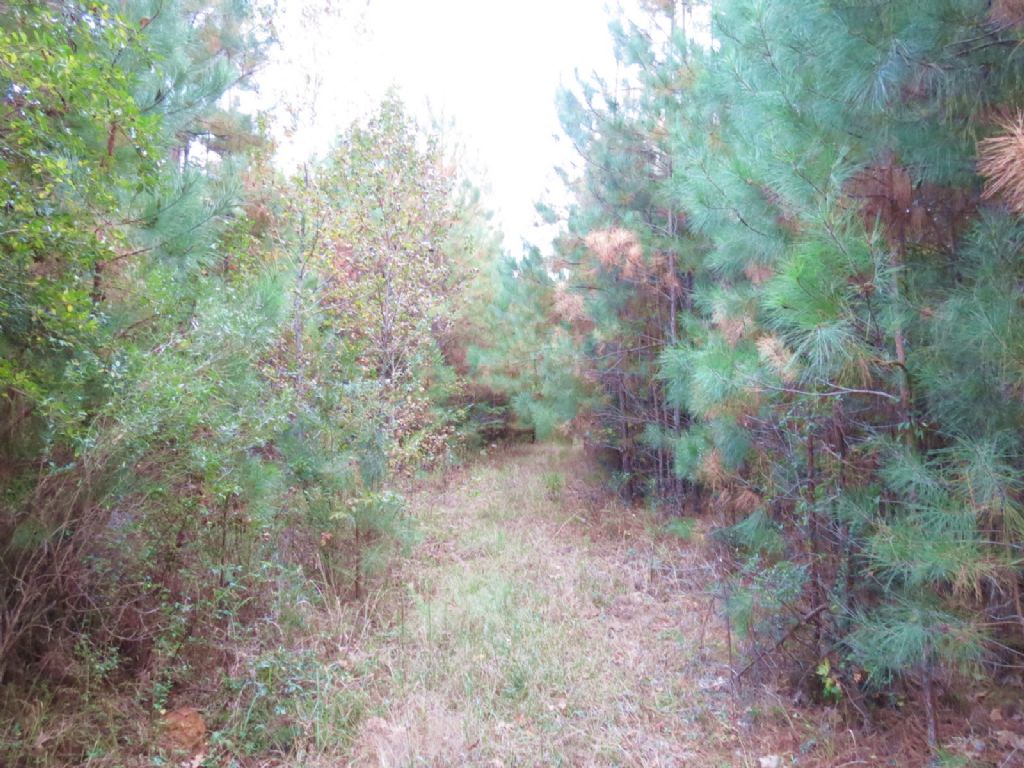 20 +/- Acres in Summit : Summit : Pike County : Mississippi