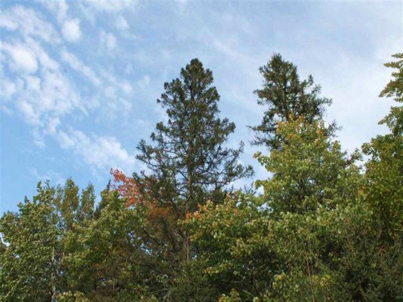 Lot 103b Tobias Rd, Mls 1085703 : Covington : Baraga County : Michigan