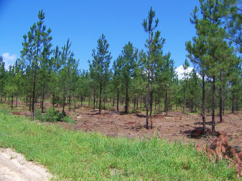 5281 Linder Mccurdy Rd : Appling : Columbia County : Georgia