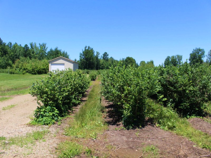 Bluberry Growing Property : Bangor : Van Buren County : Michigan