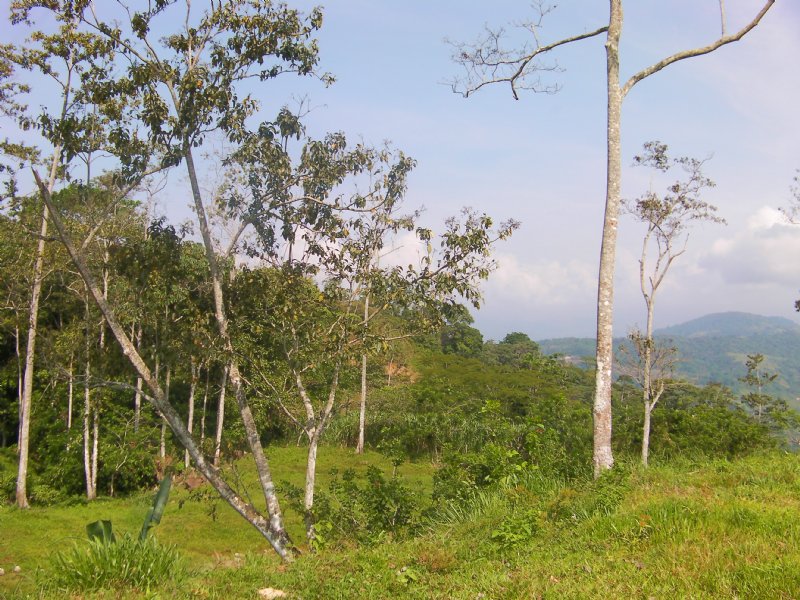 $70,000 7 Acre Mountain Farm : Turrialba : Costa Rica