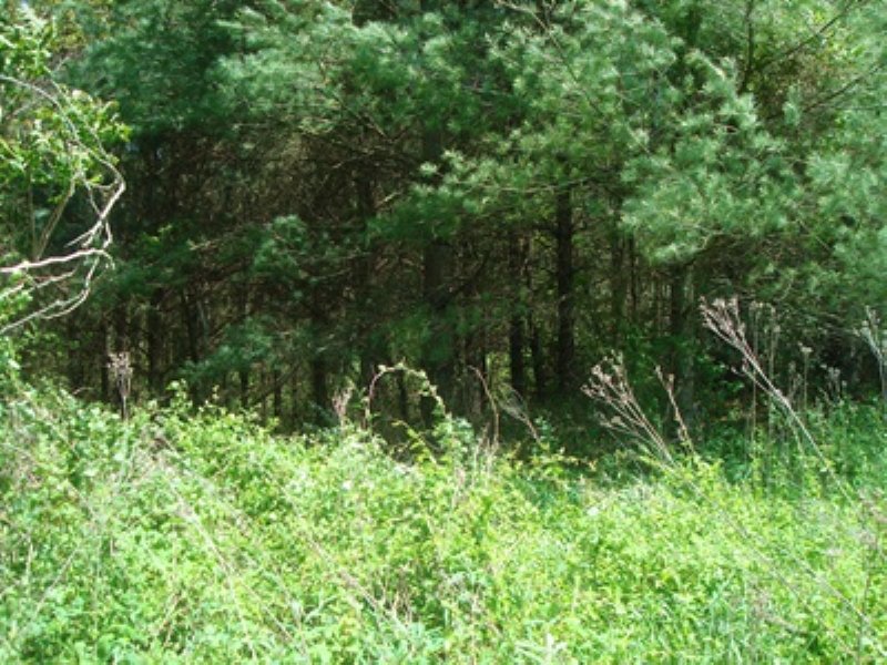 20 Acres, Owner Financing Available : Ivanhoe : Wythe County : Virginia