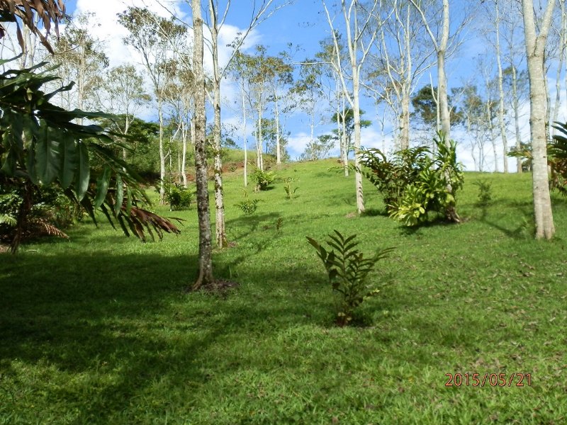 19 Acre Tree Farm W/ Creek : La Suiza De Turrialba : Costa Rica