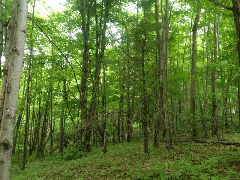 Northern Catskills : Cobleskill : Schoharie County : New York