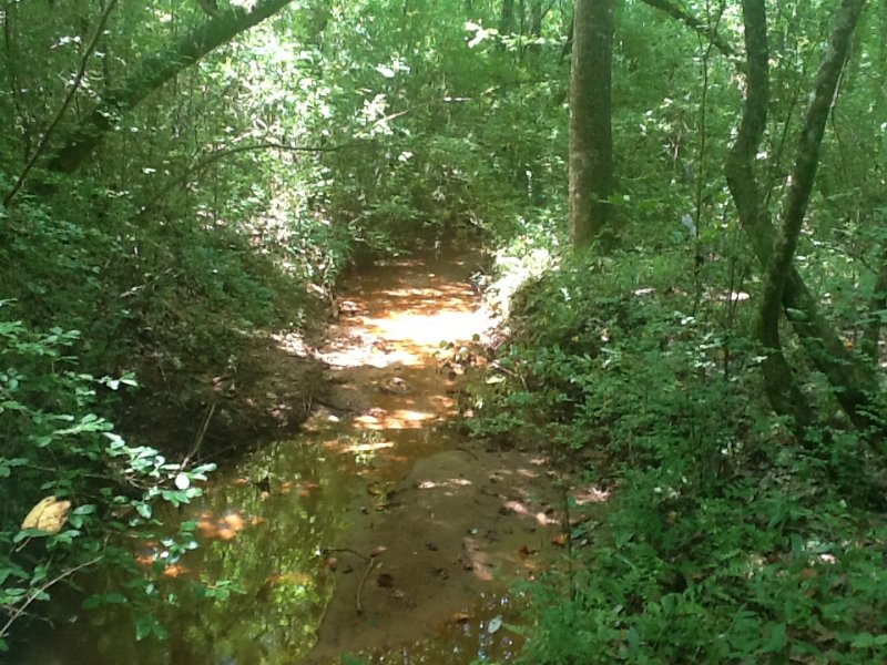 County Line Church Road Tract : Honoraville : Butler County : Alabama