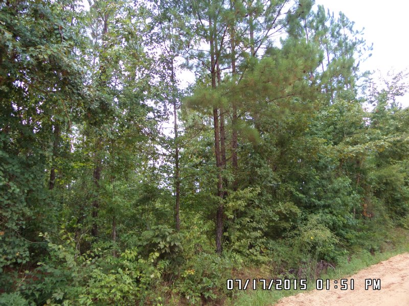 3 Acre Lots By Penholloway Creek : Jesup : Wayne County : Georgia