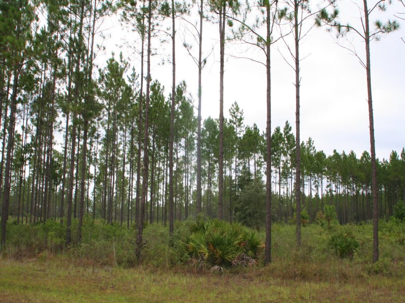 5.86 Acres, Deep Creek Plantation, Lot for Sale in Florida, 97632
