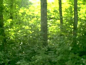 2.74 Acres : Point Mountain : Randolph County : West Virginia