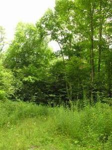 16.09 Acres : Hillsboro : Pocahontas County : West Virginia