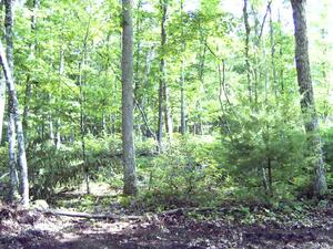 2.00 Acres : Marlinton : Pocahontas County : West Virginia